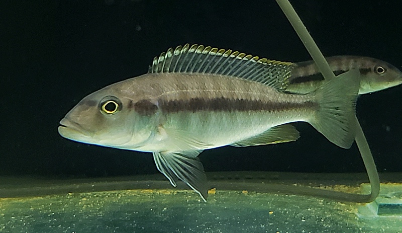 Taeniochromis holotaenia
